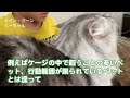 【メインクーン】大型猫と少年の幸せな朝