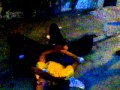 Gastação rolando solta na TRAVESSA depois do baile !