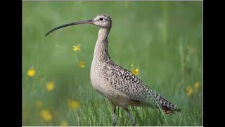 Long-billed Curlew research in BC - NV Presentation by David Bradley of Birds Canada, April 1, 2021