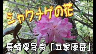 九州長崎多良山系「五家原岳」登山。シャクナゲが咲いていました。今日はお手軽ハイキングでした。