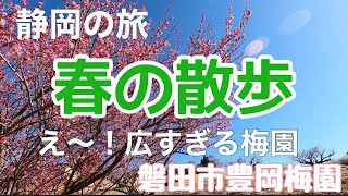 梅しか勝たん 心癒される 圧倒的な梅の花 日本庭園 静岡 豊岡梅園 静岡県磐田市