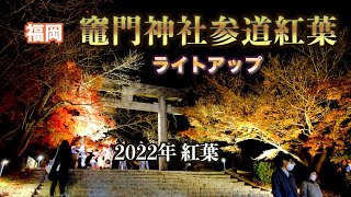 宝満宮竈門神社参道ライトアップ【4K】