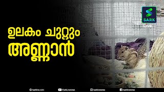 ഇന്ത്യയില്‍ നിന്ന് സ്‌കോട്‌ലന്‍ഡിലേക്ക് 'ഒളിച്ചുകടന്ന് ഒരു അണ്ണാൻ | Sark Live