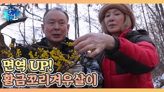 특급 면역력! 황금꼬리겨우살이청 MBN 250214 방송