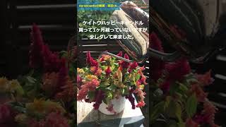 【水やり】ケイトウハッピーキャンドル