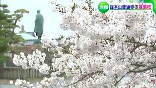 「幸せですよ」「感無量です」河津桜に涅槃桜も…。早咲きの桜が各地で満開