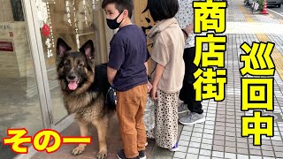 お仕事してます・巡回商店街・シェパードマックGSD【VLOG】