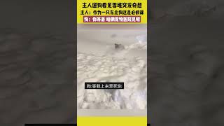 主人遛狗看见雪堆突发奇想，主人：作为一只东北狗这是必修课，狗：你等着，咱俩宠物医院见吧 #宠哈哈