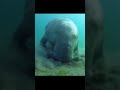 Sea cow #shorts #viral #facts #knowledge #unknownfacts #yt #ytshots