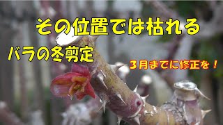 バラの冬剪定　その位置では枯れる　　３月までに修正を！