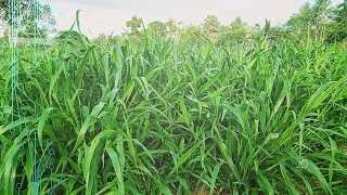 ស្មៅរុស្ស៊ី | Ruzi Grass