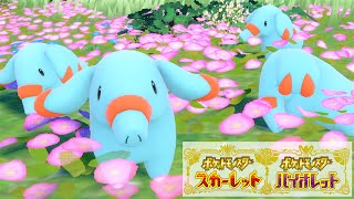 【可愛い】ゴマゾウ６匹に囲まれて癒されピクニック【ポケモンSV】