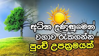 අධික උණුසුමෙන් වගාව රැකගන්න සාර්ථක උපක්‍රමයක් | ගොවි ගෙදර govi gedara