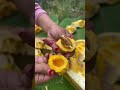 penampakan biji nangka madu nangkamadu