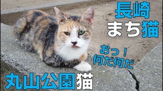 丸山公園の長崎猫Nagasaki Cat in maruyama park 长崎猫在丸山公园02