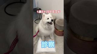 犬用おもちゃを誤食したサモエドが動物病院にやってきた！