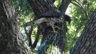 20190716 1.巧遇正忙著獵食的小鳳頭紅66 大安森林公園鳳頭蒼鷹Crested Goshawk