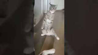 功夫貓貓!!  Kung Fu Cat!!!😹😹😹可愛小貓 可愛い猫 Cute kitty cute cats #shorts