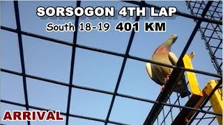 BFRC 4TH LAP SORSOGON 401 KM SOUTH 18 19 ARRIVAL RACING PIGEON