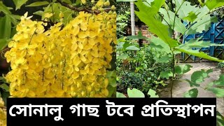 ‌সোনালু গাছ ট‌বে প্রতিস্থাপন ও প‌রিচর্যা