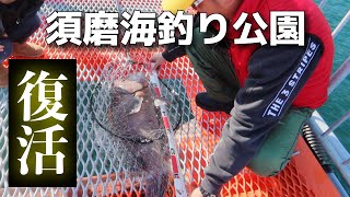 【復活】須磨海釣り公園グランドオープン