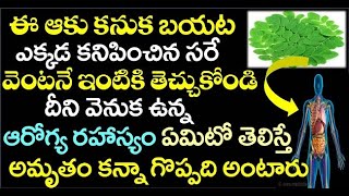 ఈఆకు కనుక బయట ఎక్కడ కనిపించిన వెంటనే ఇంటికి తెచ్చుకోండి దీని వెనుక ఉన్న ఆరోగ్య రహస్యం ఏమిటో తెలిస్తే