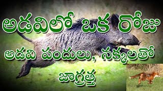 Forest | అడవిలో ఒక రోజు | ముంత మామిడి సీజన్ | Super Taste | Jeedipappu | Cashew | Manapalle farms