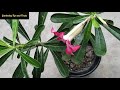 adenium hand pollination 100% successful method adenium handpollination