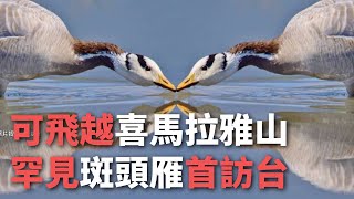 可飛越喜馬拉雅山 罕見斑頭雁首訪台【央廣新聞】