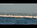 greater flamingos large number of flock at kranti flamingo point bhigwan pune maharashtra