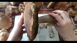 How to plant boletus in your own garden. How to grow porcini mushrooms Growing how to sow #mushrooms