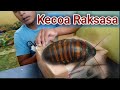 Unboxing kecoa harga 200 rbu || kecoa harum