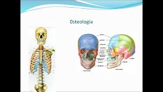 Aula de Osteologia