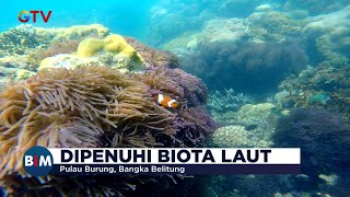 Serunya Spearfishing di Pulau Burung dengan Keindahan Biota Lautnya - BIM 18/07