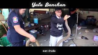 ยะลา บ้านฉัน : ชาวบ้านเห็นงูจงอางเลื้อยเข้าบ้าน เชื่อมาให้โชคลาภ