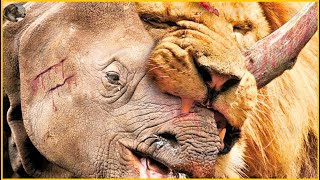 35 Moments When Rhinos Use Their Big Horns To Crush Lions, What Will Happen Next? | Animal Fight