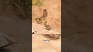 Desert Hare: Unveiling the Secrets of the Arid Wilderness #shorts