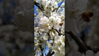 cherry flower🍒blossom/spring in kashmir