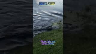 She STRIKES!! 🐊 Kid fishing 🎣 gets dragged into the water! 😮