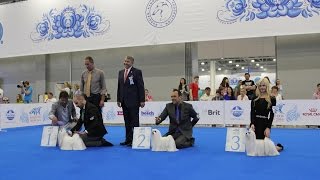 World Dog Show 2016 Moscow, Maltese