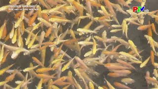 Chia sẻ kỹ thuật ương nuôi cá giống nước ngọt|Nông nghiệp Phú Thọ