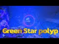 Green Star Polyps | Soft Coral Species