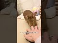 うちのうさぎ うさぎ rabbit ネザーランドドワーフ マシンガン shorts funny