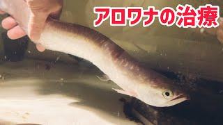 麻酔を使わない アロワナの治療とは… arowana