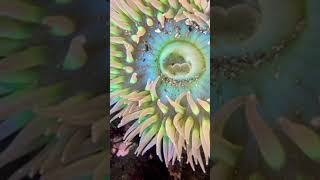 ￼ Sea anemones use their stinging tentacles to paralyze and kill their prey  #seaanemone #sealife