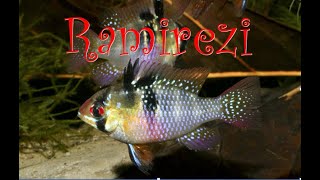 BLUE RAM - RAMIREZI CICHLID in NATURE ( Mikrogeophagus ramirezi ) , ( ramirezi in the wild )