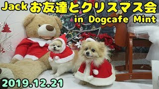 ポメラニアン・ジャック　お友達とクリスマス会 in ドッグカフェmint　pomeranian Jack in Christmas Party