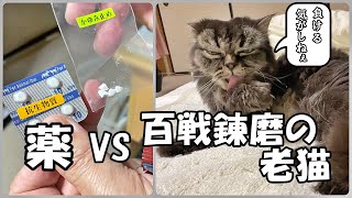 猫VS薬！老猫たちは誤魔化されつつ上手いこと薬を飲めたのか？【保護猫・老猫】