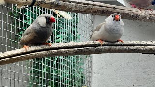 Breeding zebra finches in an aviary.