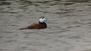 White Headed Duck